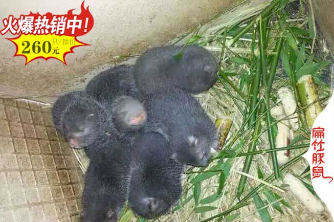 廣東商品竹鼠清場鼠收購 廣西竹鼠種苗 云南冰凍白條68元/斤