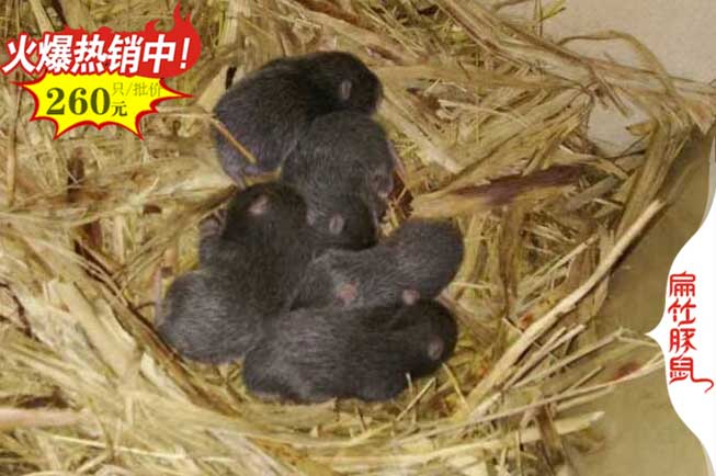?？谥袷箴B(yǎng)殖基地