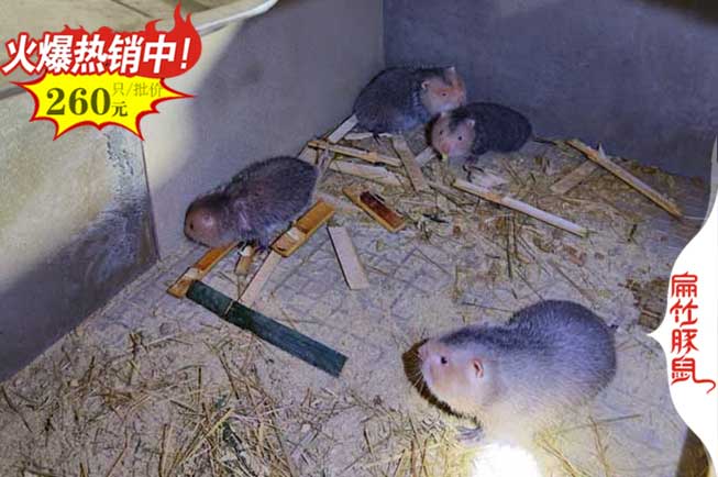 衡陽竹鼠養(yǎng)殖