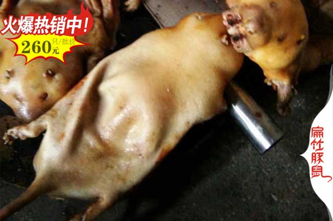 福建竹鼠批發(fā)
