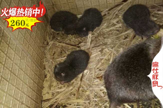 漳浦竹鼠養(yǎng)殖基地