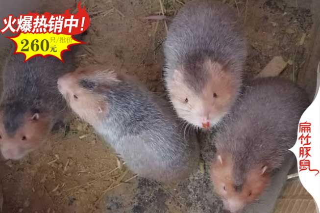 貴州竹鼠 貴州貴陽(yáng)竹鼠養(yǎng)殖場(chǎng) 貴州凱里竹鼠養(yǎng)殖基地 6-8兩