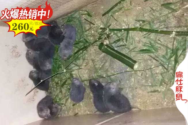 池州竹鼠養(yǎng)殖場(chǎng)