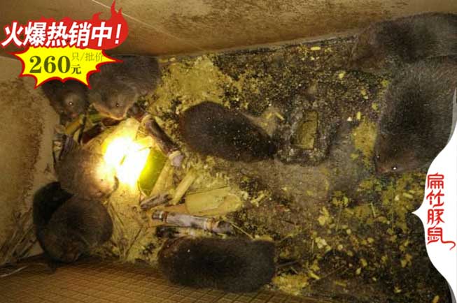 永州竹鼠養(yǎng)殖基地服務中心 永州豚鼠養(yǎng)殖場種苗2024年100對