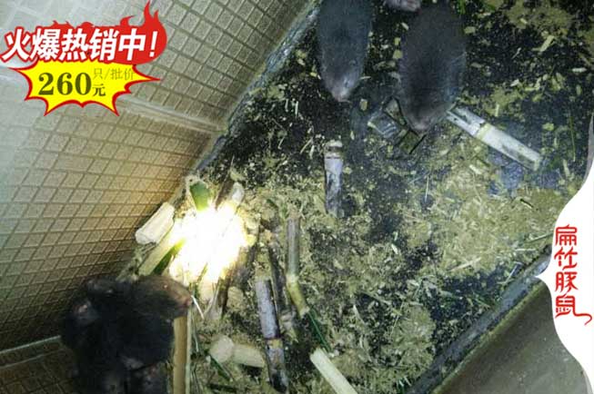 賀州竹鼠養(yǎng)殖場
