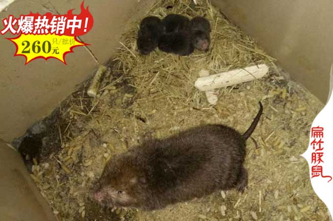 徐州竹鼠養(yǎng)殖場