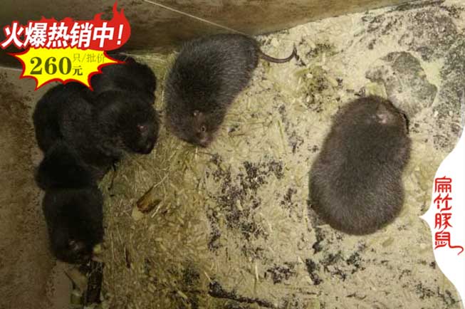 白毛紅頰竹鼠種苗 六盤水興義特大竹鼠養(yǎng)殖基地495元/對