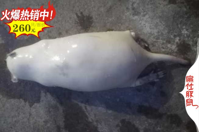 安順竹鼠養(yǎng)殖場(chǎng)