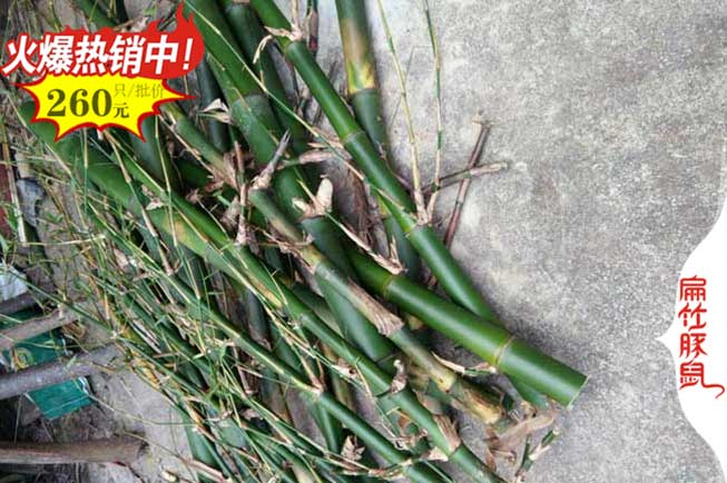 安康竹鼠竹鼠食物 安康竹鼠竹鼠食物