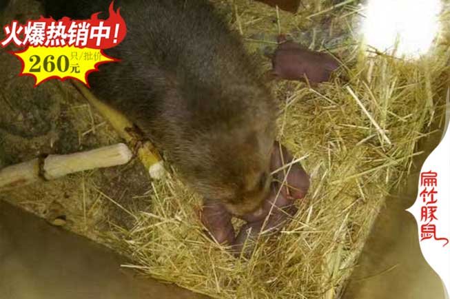 福建竹鼠養(yǎng)殖基地