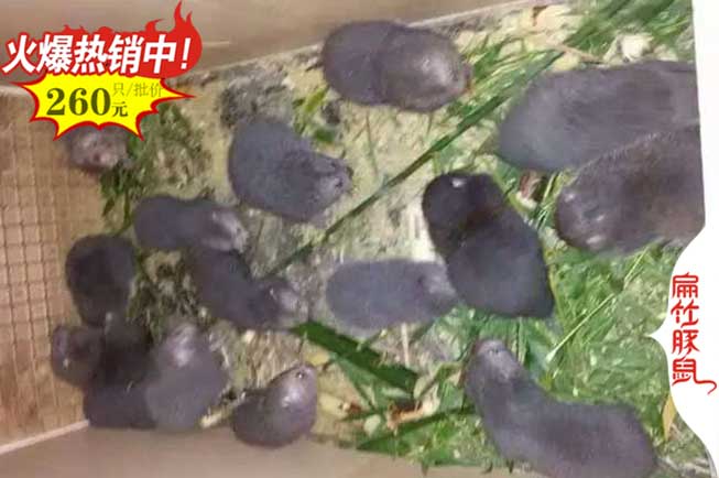 安順竹鼠養(yǎng)殖場(chǎng)