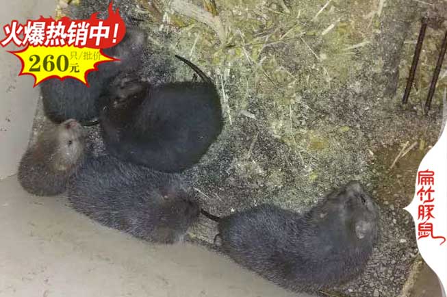 河池竹鼠養(yǎng)殖豚鼠基地 Guangxi河池紅頰竹鼠種苗699元/只