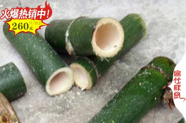 邵陽(yáng)竹鼠養(yǎng)殖