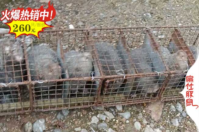 邵陽(yáng)竹鼠養(yǎng)殖基地