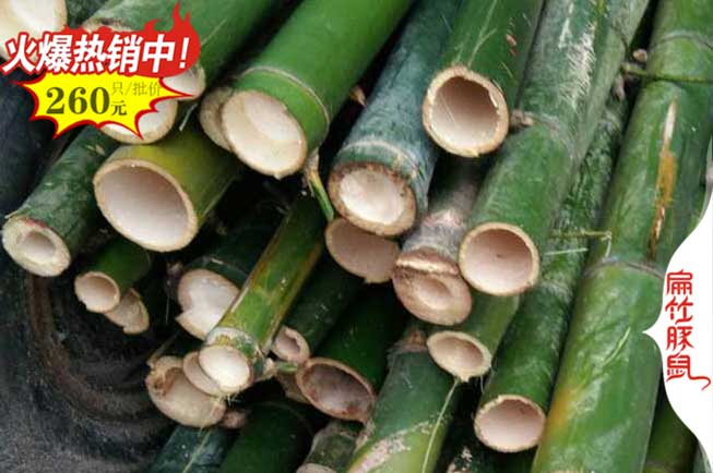 遂寧1000對竹鼠養(yǎng)殖場 種苗一公二母價格 遂寧竹鼠養(yǎng)殖基地