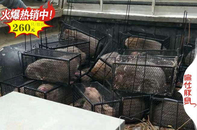 安康竹鼠種苗 安康竹鼠種苗