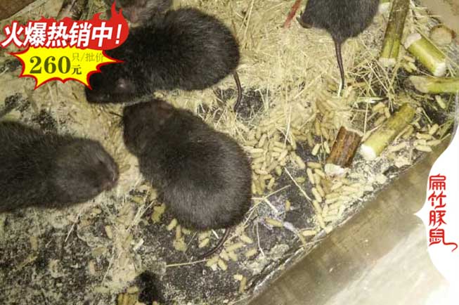 廣西南寧竹鼠種苗 廣西桂林KL竹鼠養(yǎng)殖基地 梧州竹鼠養(yǎng)殖場
