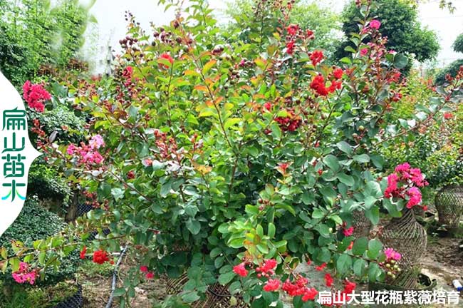 龍巖紫薇花瓶造型