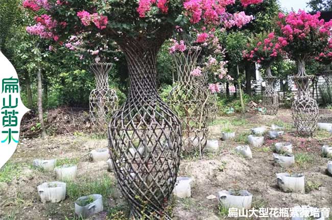 龍巖花瓶紫薇價(jià)格