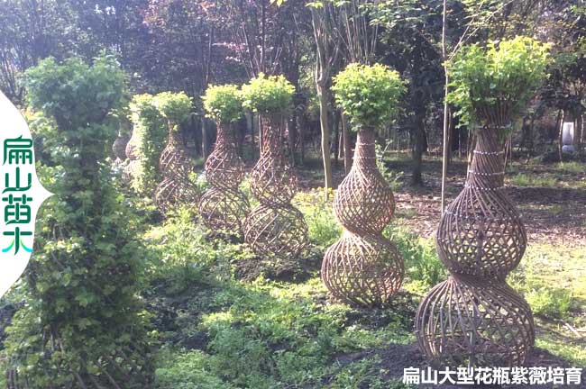 1.5米紫薇 江蘇紫薇花瓶造型老樁 南京無(wú)錫蘇州南通99元一顆