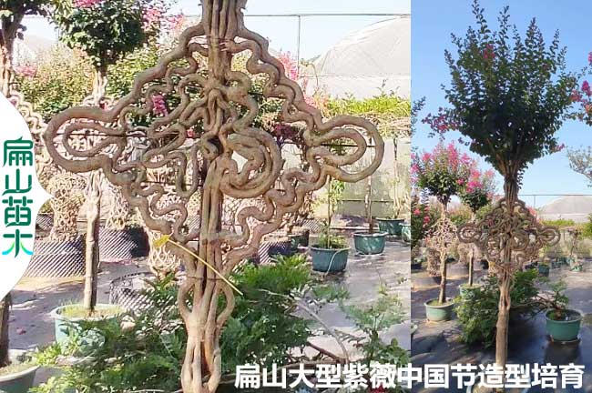 江西紫薇中國(guó)節(jié)造型