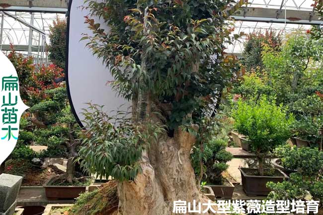 福建紫薇老樁價(jià)格