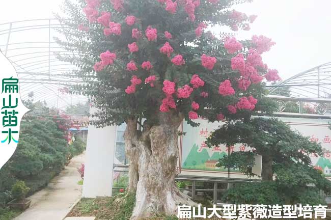 廣東紫薇造型批發(fā)