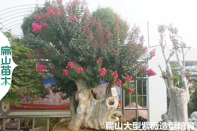 福建紫薇老樁批發(fā)