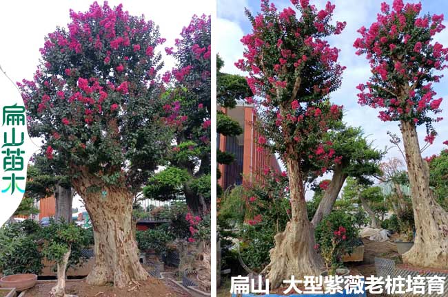 老樁紫薇造型樣式 福建花瓶愛(ài)心 中國(guó)節(jié) 銅錢(qián) 批發(fā)1.2-1.8米