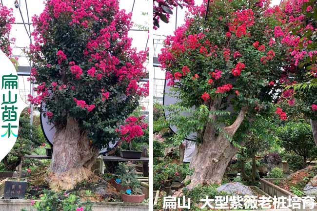 江蘇紫薇老樁價