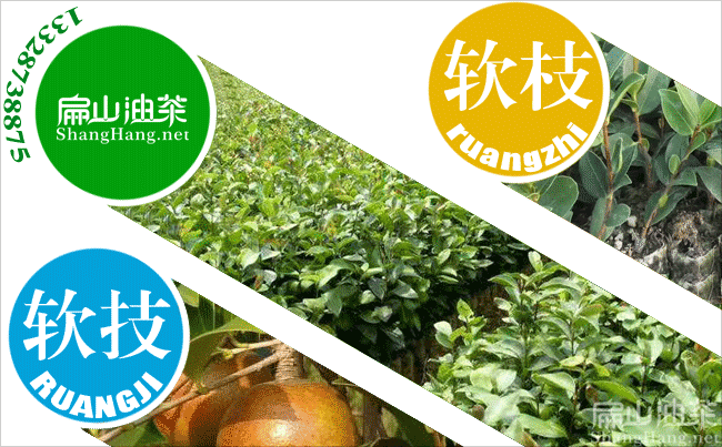 廣西軟枝嫁接油茶苗