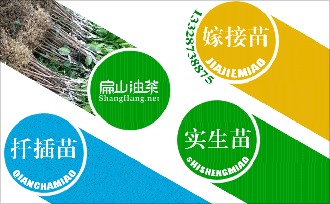 2024韶關油茶苗批發(fā) yc韶關油茶基地 jd韶關油茶種植苗圃-扁山油茶