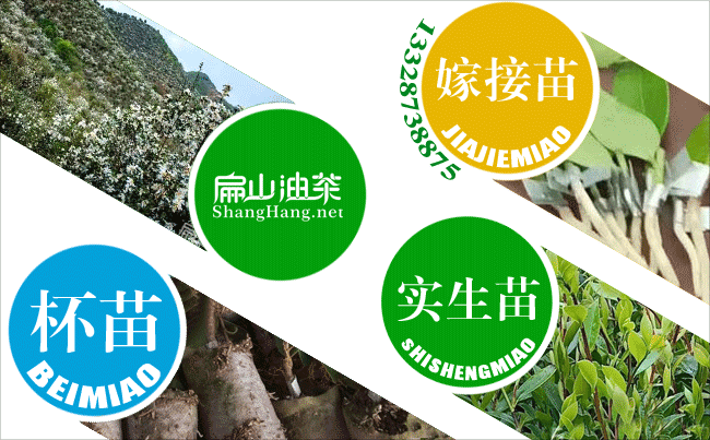 岑溪油茶基地
