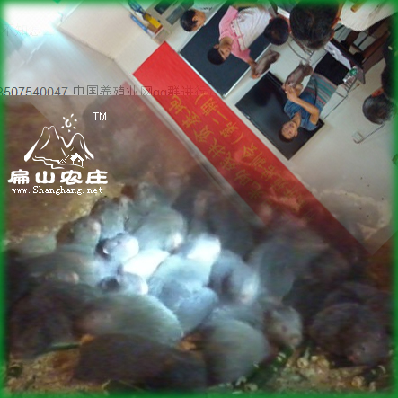 龍巖竹鼠種苗繁殖基地