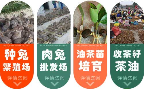 茶油樹(shù)苗\由茶苗