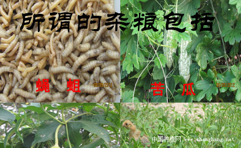 土雞草種子苗
