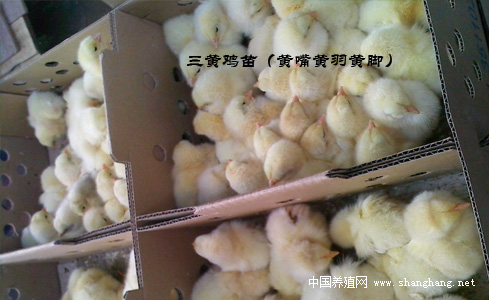 三黃雞苗批發(fā)