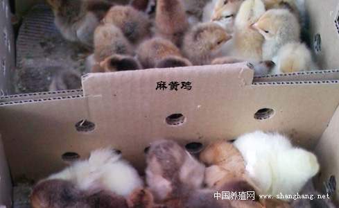 麻黃雞苗批發(fā)