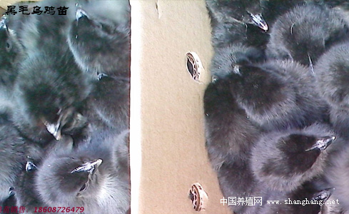 黑毛烏雞苗批發(fā)