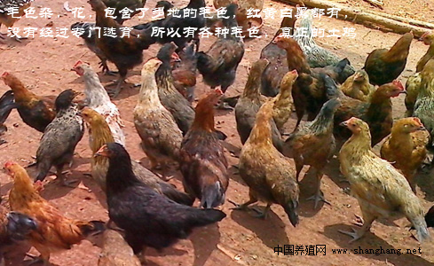 科雞苗批發(fā)