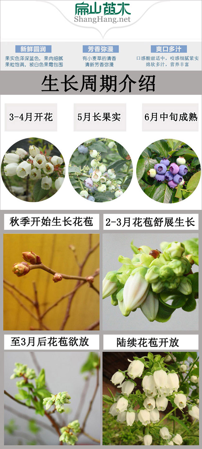 藍(lán)莓苗生長(zhǎng)周期介紹