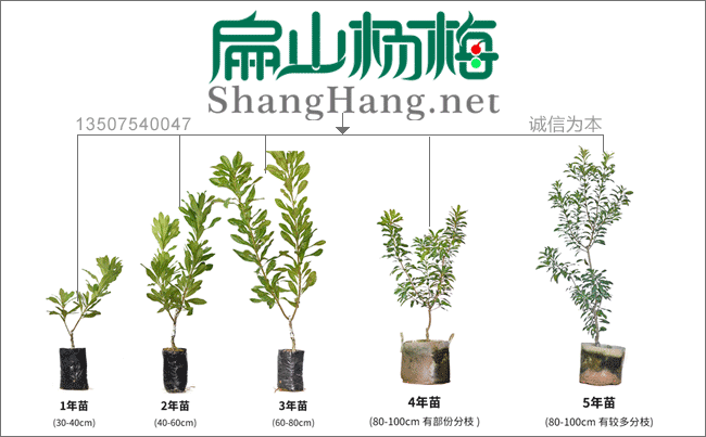 陜西楊梅種植