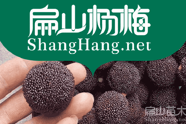 昭通東魁楊梅苗批發(fā)貨種植大關(guān)水富魯?shù)榍杉饮}津-扁山油茶