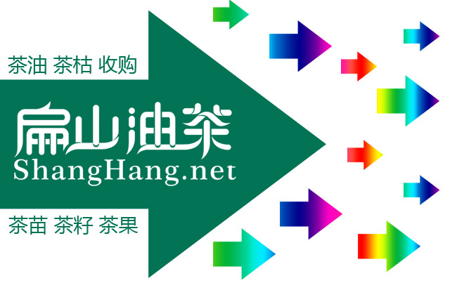 公認(rèn)品種 湖南湘林油茶苗69號(hào)27號(hào)210號(hào)混種植高產(chǎn)-扁山油茶