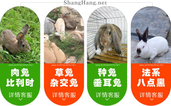 中國(guó)大的種兔繁殖基地