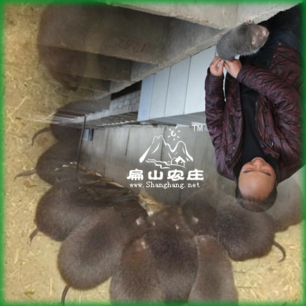 龍巖上杭竹鼠養(yǎng)殖基地