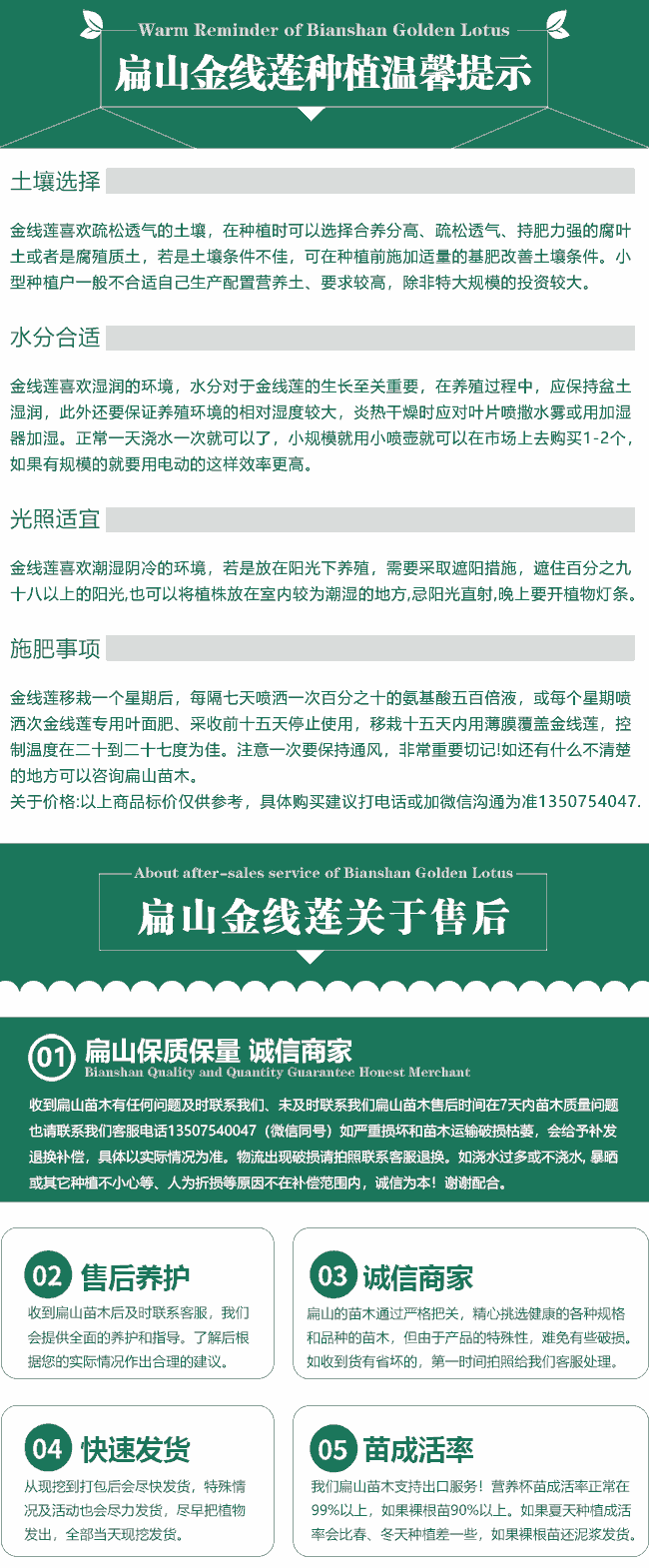 扁山金線蓮培育售后
