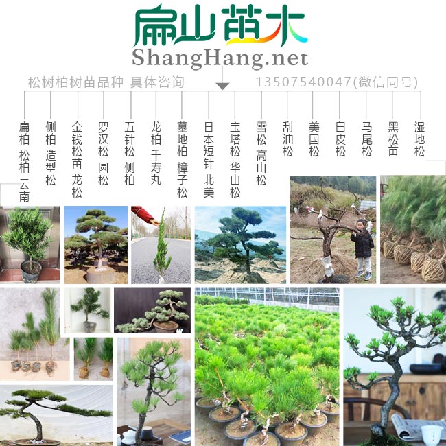 龍巖松樹(shù)苗造型基地