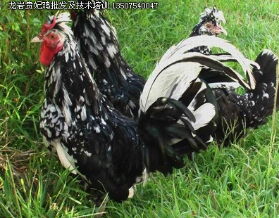 龍巖武平養(yǎng)雞技術(shù)培訓(xùn)及各種雞批發(fā)