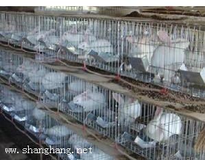 養(yǎng)兔技術視頻教程_肉兔獺兔養(yǎng)殖_全套24VCD送2本